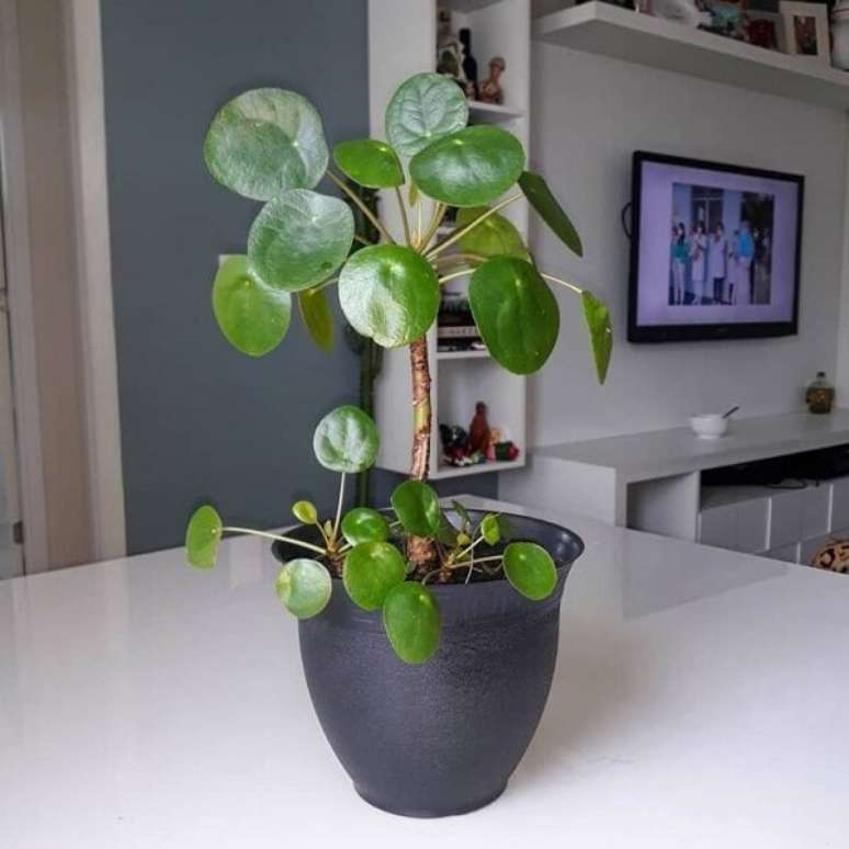 22. Apesar de seu nome sugerir uma semelhan&ccedil;a com as peper&ocirc;mias, a Pilea pertence &agrave; fam&iacute;lia das Urticaceae. Fonte: O JOVEM AP&Ecirc;