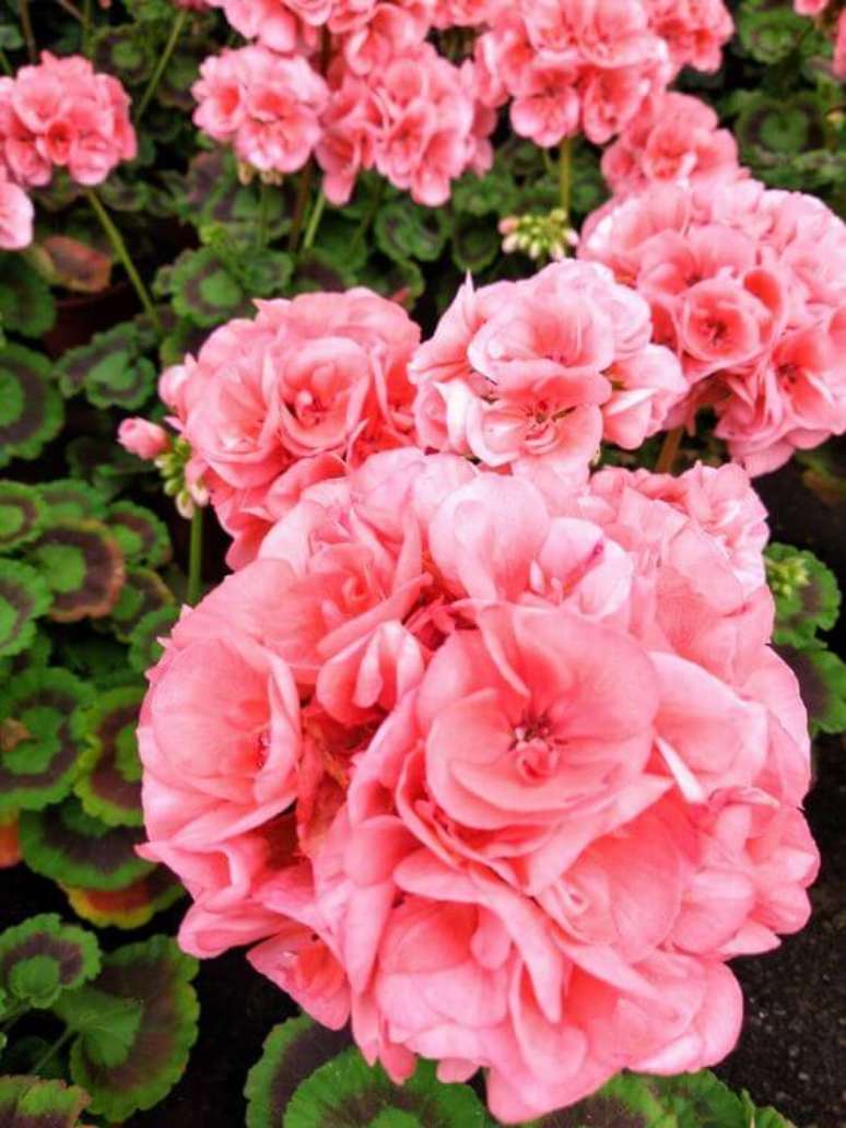 17. Gerânio cor de rosa para jardim charmoso – Foto Pinterest