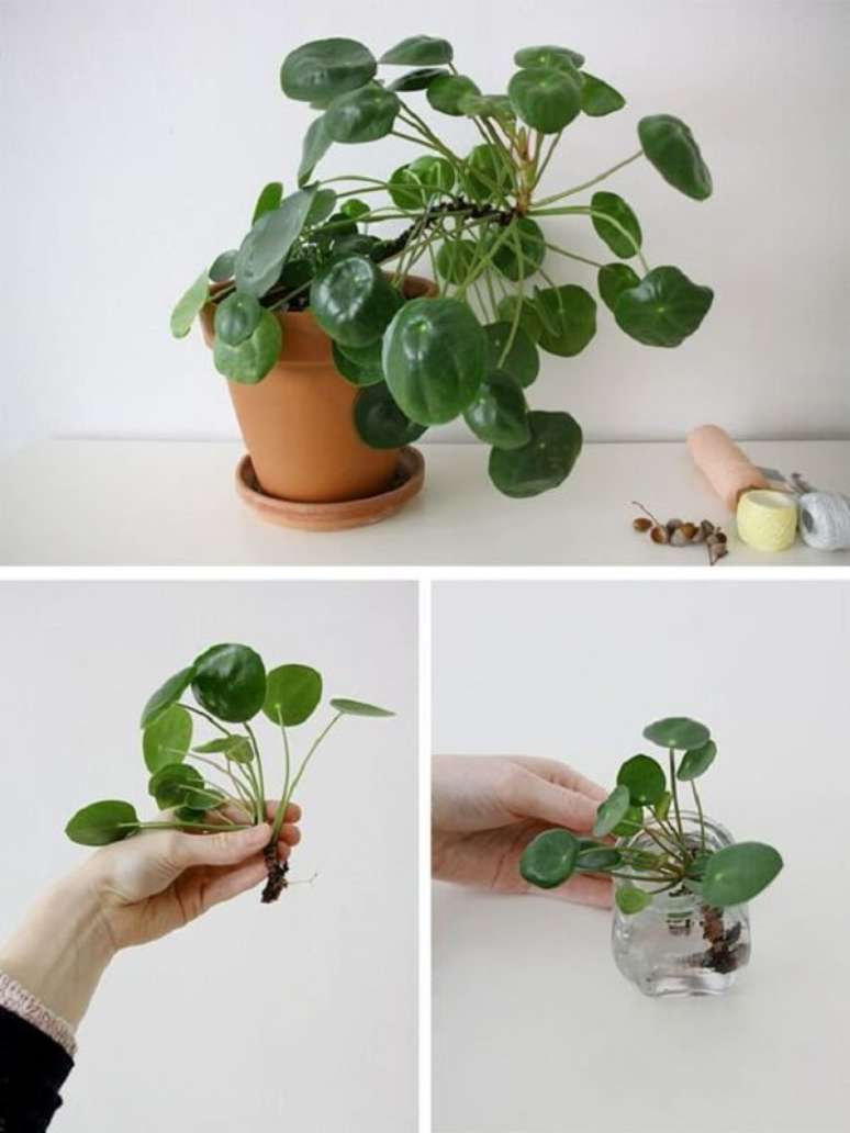 15. Para propagar a pilea coloque a base da raiz dos filhotes na &aacute;gua. Fonte: Pinterest