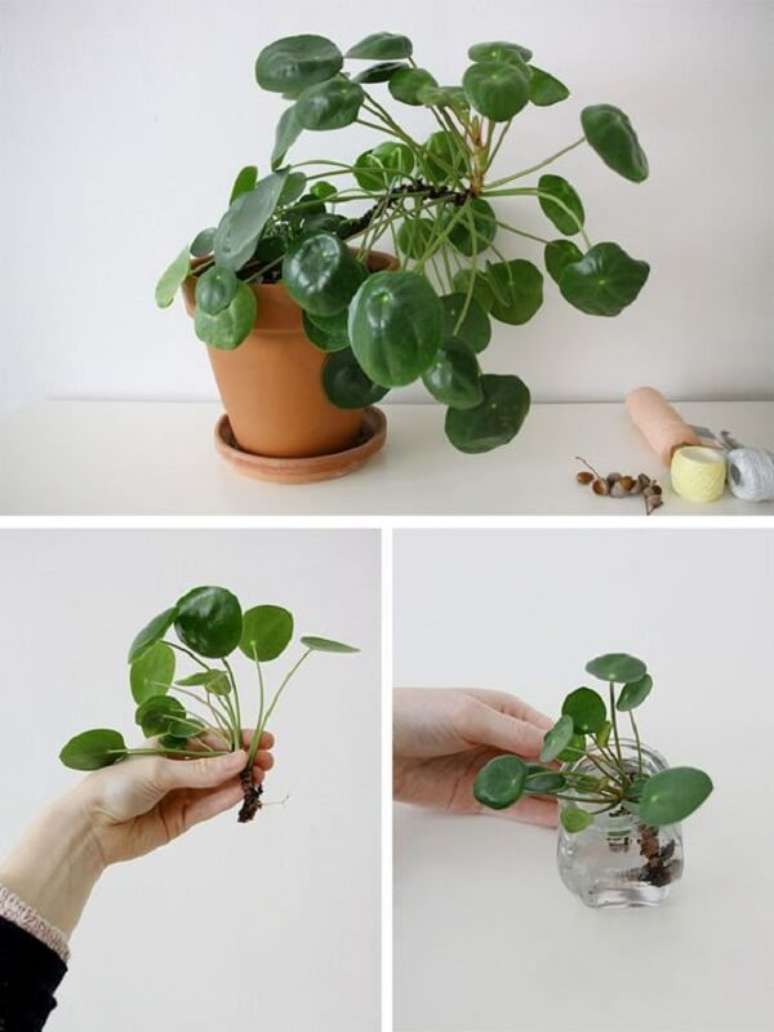 15. Para propagar a pilea coloque a base da raiz dos filhotes na água. Fonte: Pinterest