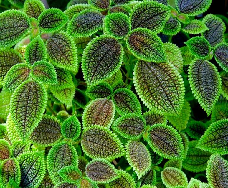 6. A pilea involucrata é uma planta herbácea e suculenta. Fonte: Guia de Suculentas
