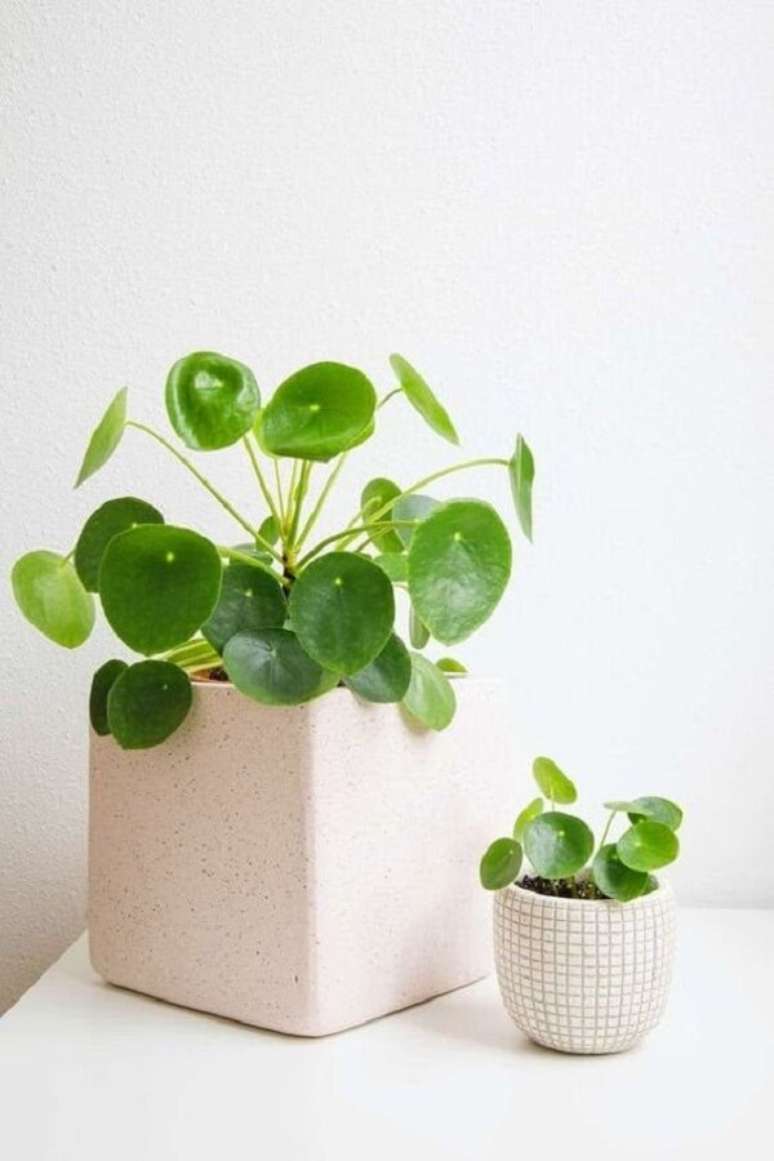 12. Utilize diferentes cachep&ocirc;s para expor sua planta Pilea. Fonte: Pinterest
