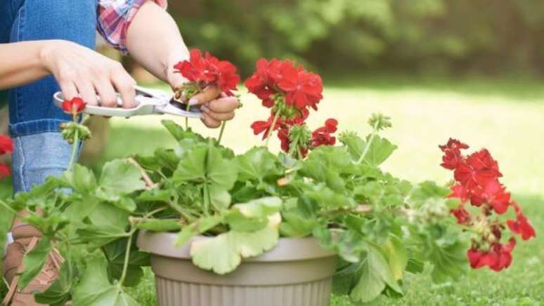 23. Gerânio vermelho para jardim aprenda como cuidar – Foto Meio Ambiente Cultura Mix