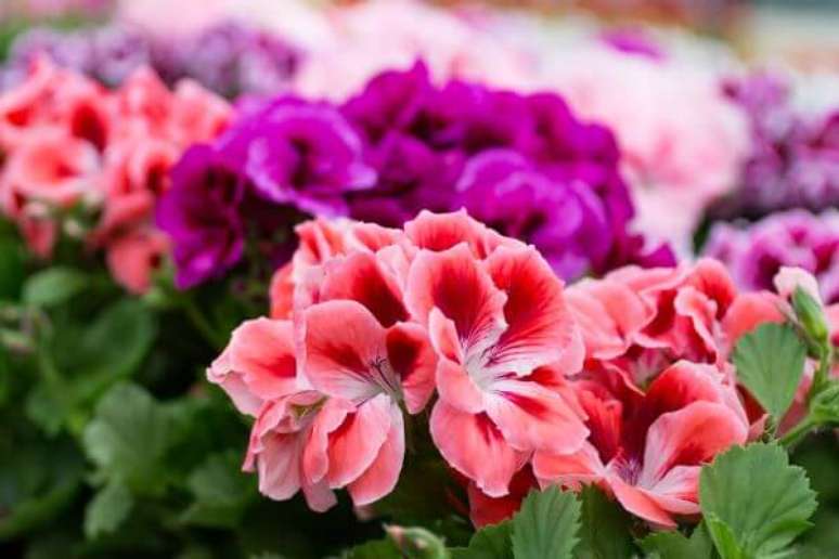 5. Jardim encantador com gerânio rosa e roxo – Foto IStock