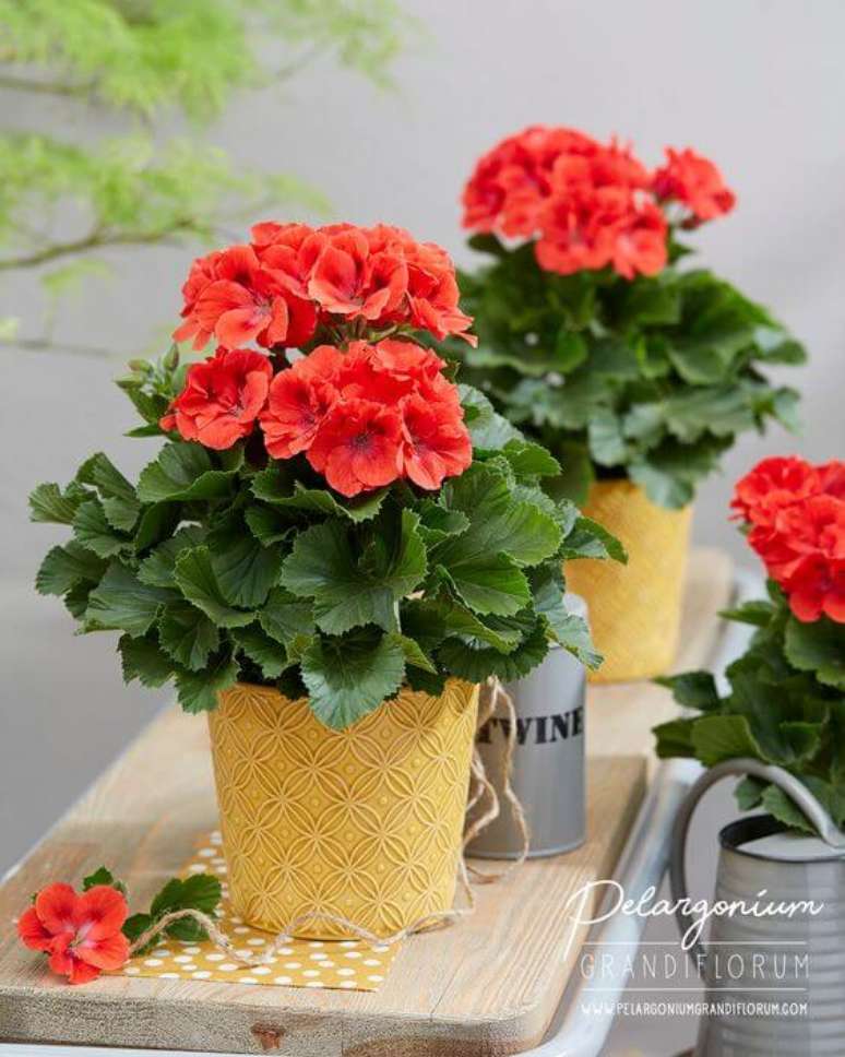 45. Vasos de gerânio vermelho – Foto Pelargonium Grandiflorum
