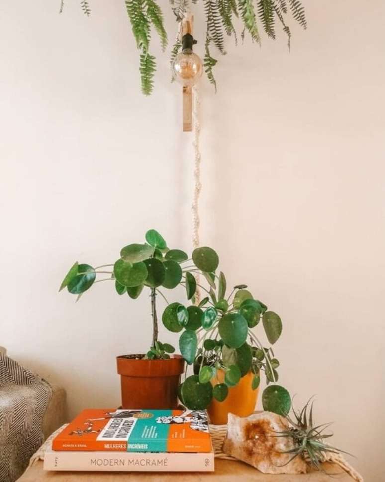 37. A Pilea est&aacute; fazendo sucesso nos ambientes internos. Fonte: SALATEANDO