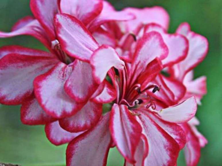 10. Flor gerânio cor de rosa – Foto Minhas Plantas