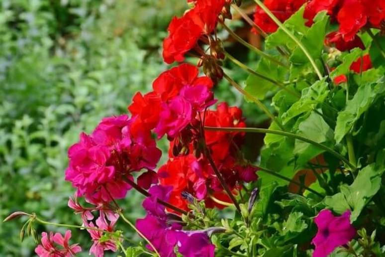 22. Gerânio vermelho e rosa no jardim – Foto Pikist