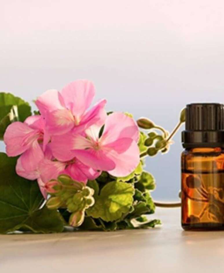 9. Ger&acirc;nio &eacute; excelente para &oacute;leos essenciais e combate a ansiedade &ndash; Foto Oleos Essenciais