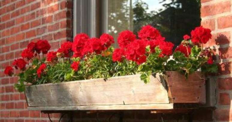13. Floreira de madeira com ger&acirc;nios vermelhos &ndash; Foto Mundo Ecologia