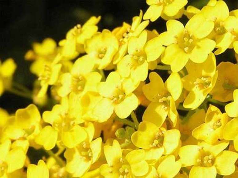 14. O gerânio amarelo é uma flor alegre para decorar o jardim – Foto Mundo Ecologia