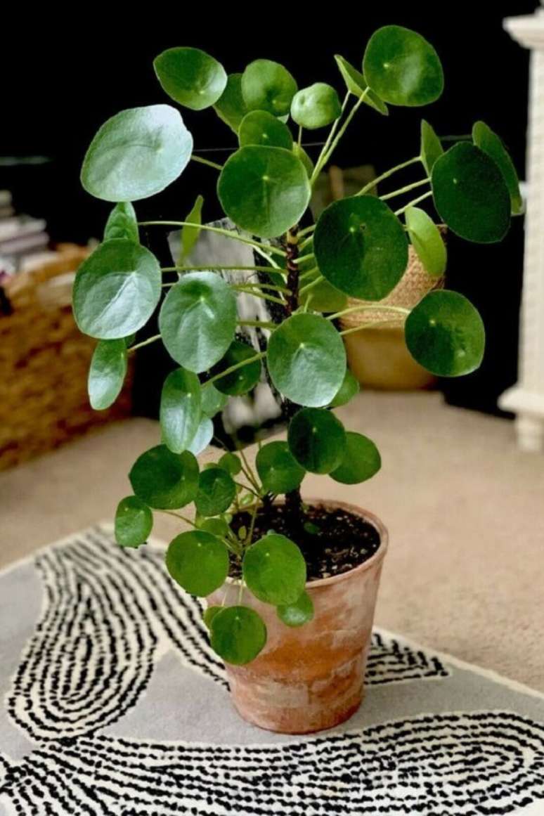 17. Decore seu ambiente com a planta Pilea peperomioides. Fonte: Pinterest