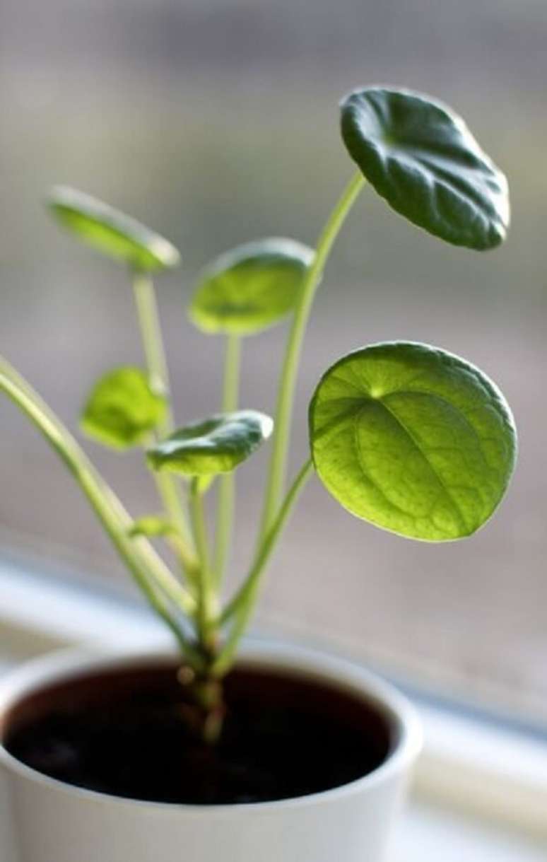 11. A Pilea planta é uma tendência na decoração. Fonte: Pinterest