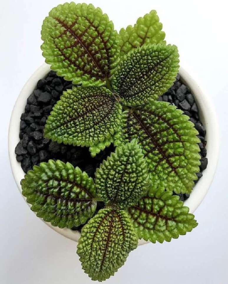 33. A Pilea involucrata &eacute; uma planta de sombra por excel&ecirc;ncia. Fonte: Pinterest