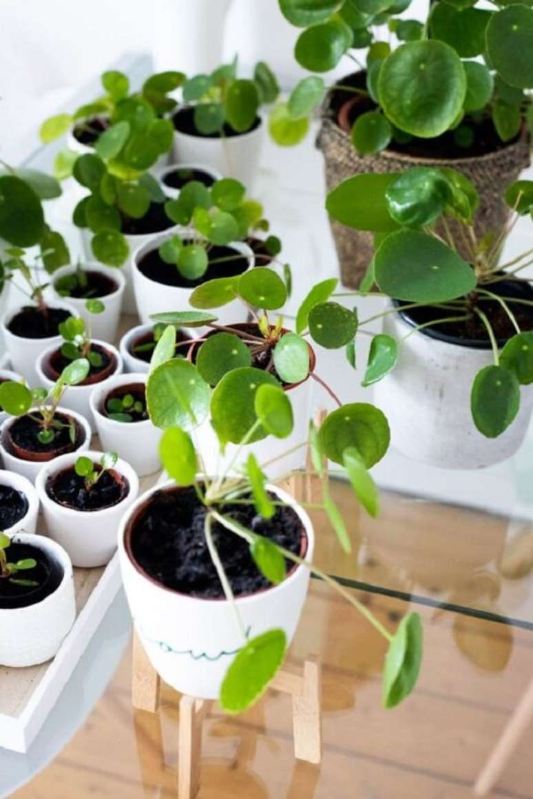 16. De origem chinesa, a pilea planta &eacute; f&aacute;cil de cuidar. Fonte: Pinterest