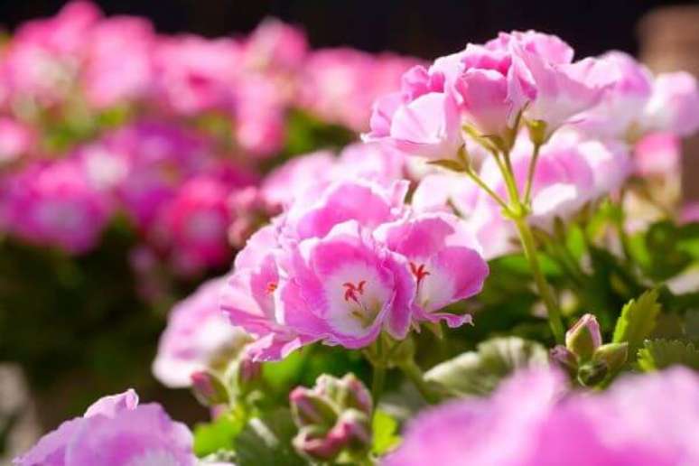 19. Gerânio rosa no jardim de casa pequeno e charmoso – Foto Dicas Dona Maria