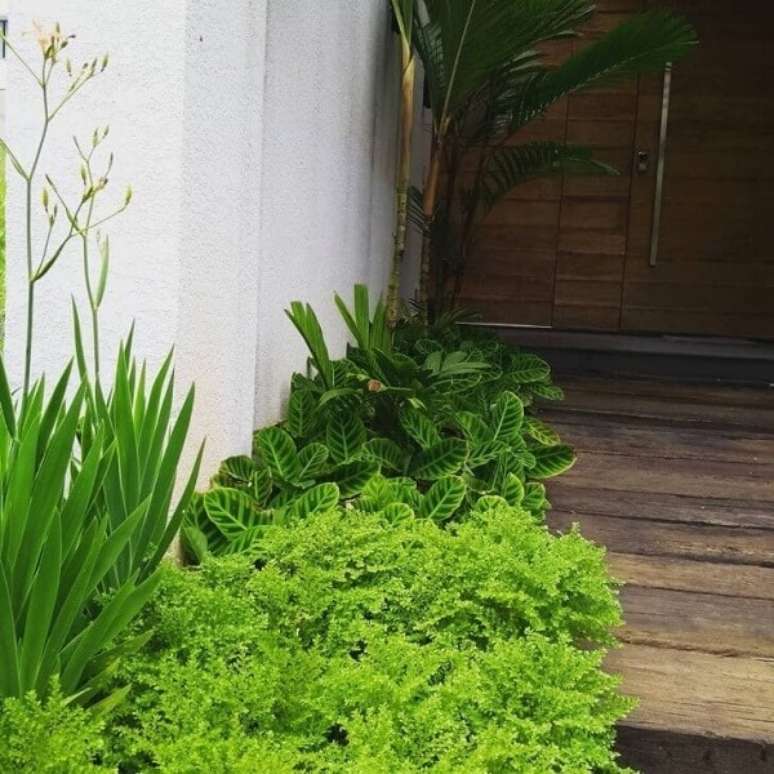 28. A Pilea microphylla traz beleza para a entrada da casa. Fonte: Mauricio Takahama