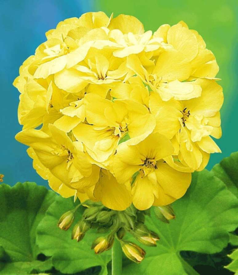 48. Flor gerânio amarelo no jardim – Foto Mercado Livre