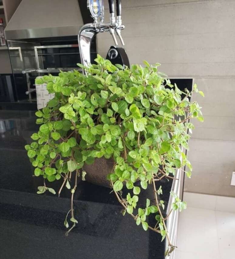 3. A Pilea nummulariifolia tamb&eacute;m &eacute; conhecida como dinheiro-em-penca. Fonte: Marizethe Estrela