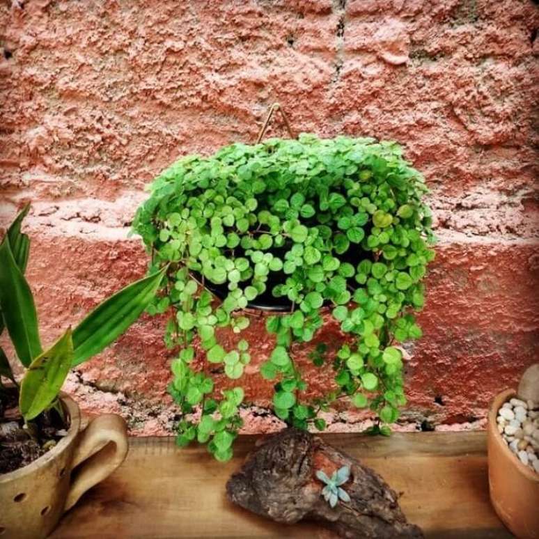 9. Vaso pendurado com Pilea nummulariifolia. Fonte: Mari Oliv Bonassoli