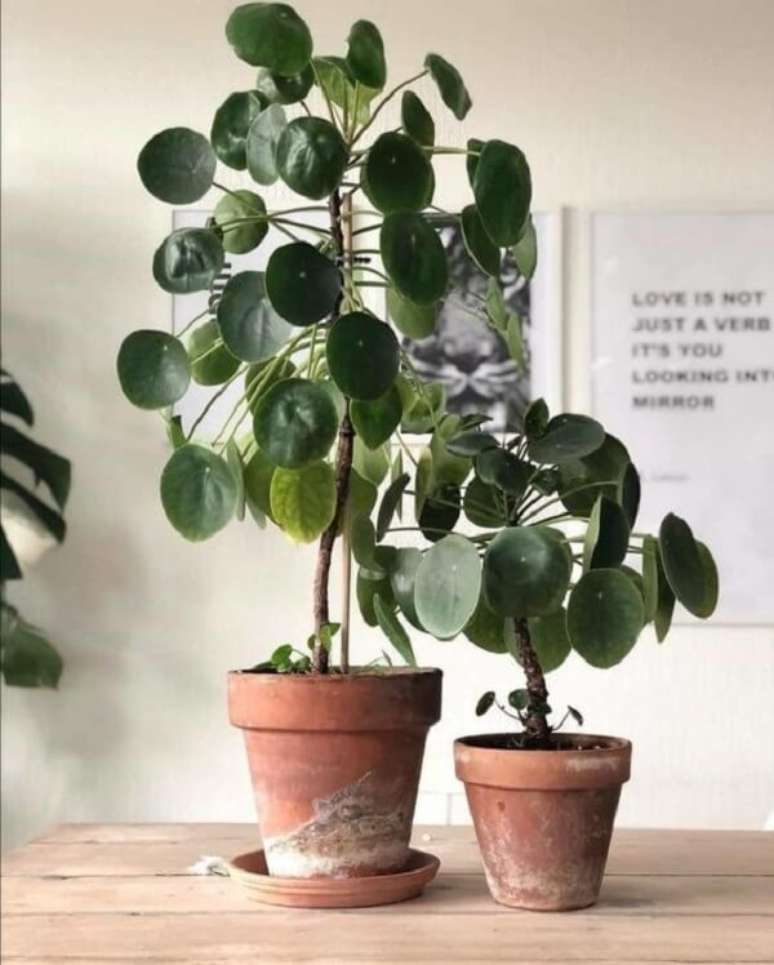 27. A Pilea peperomioides deve ser cultivada &agrave; meia sombra. Fonte: Decoholic