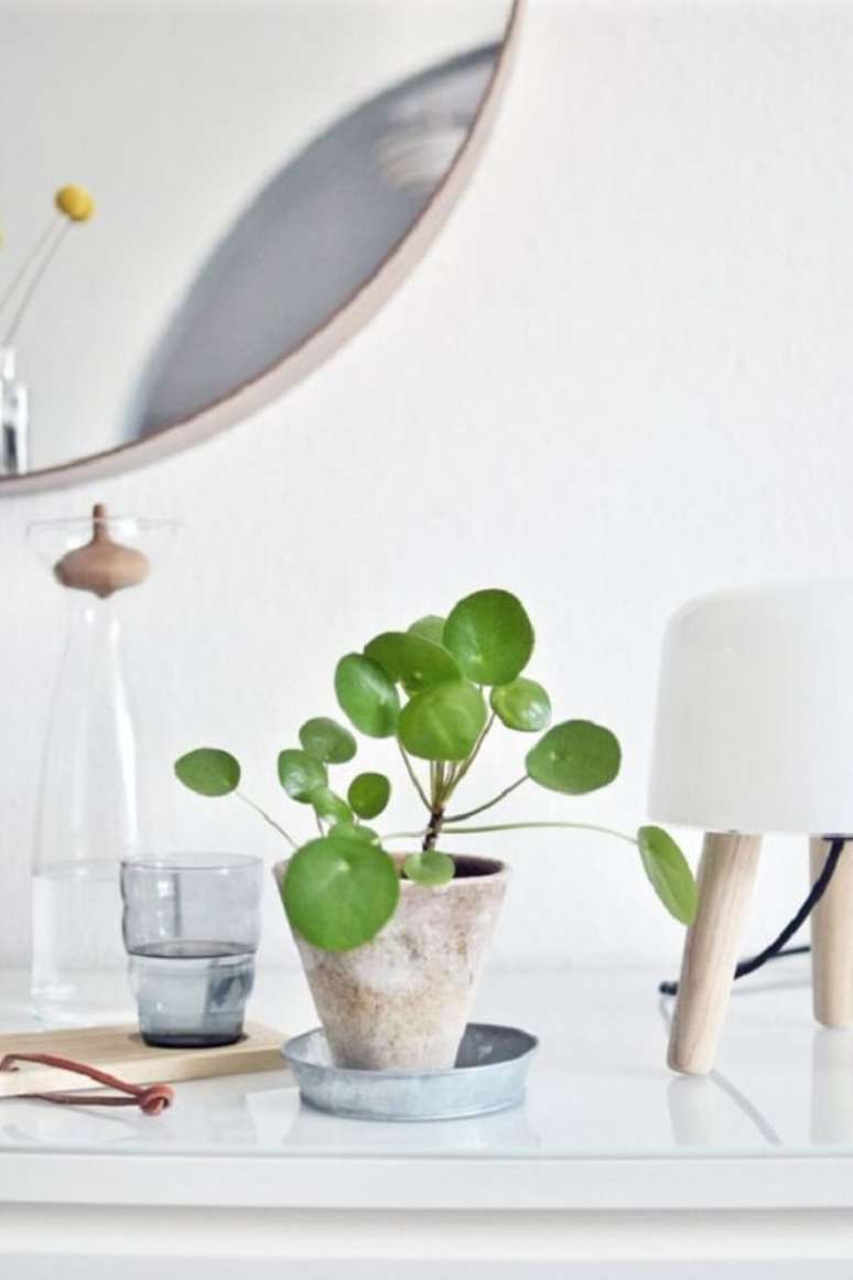26. A Pilea peperomioides &eacute; &oacute;tima para ser cultivada dentro de casa. Fonte: Pinterest
