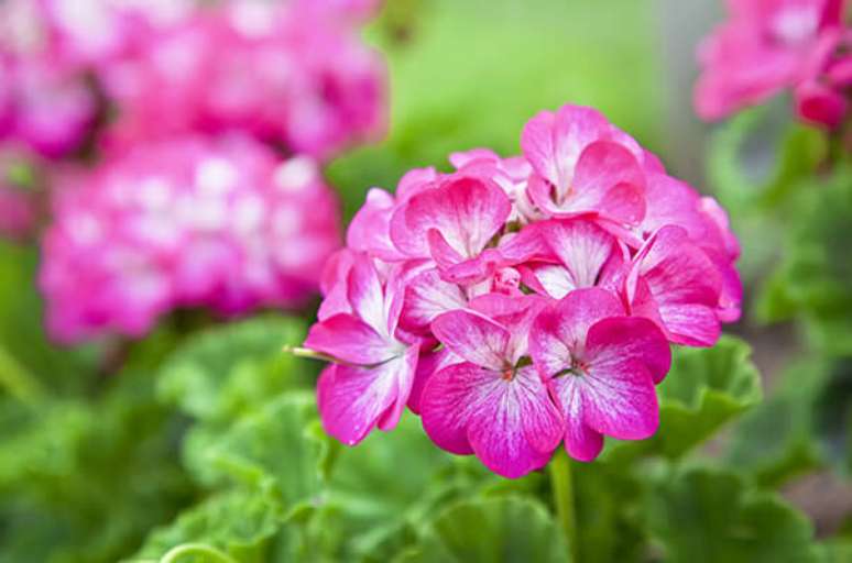 25. Jardim com flor de gerânio rosa – Foto Meio Ambienet