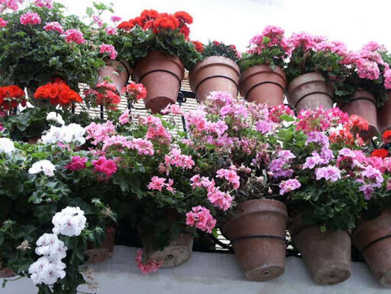 44. Vasos de ger&acirc;nio na entrada de casa &ndash; Foto Planta Sonya