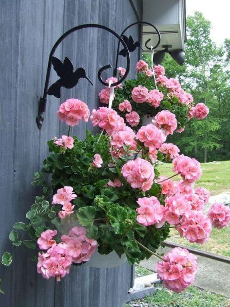 16. Gerânio pendente cor de rosa no jardim – Foto Deposito Santa Mariah