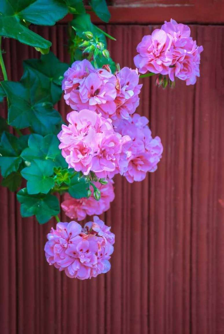 8. Gerânio pendente é lindo para decorar a janela – Foto Gardeners Path