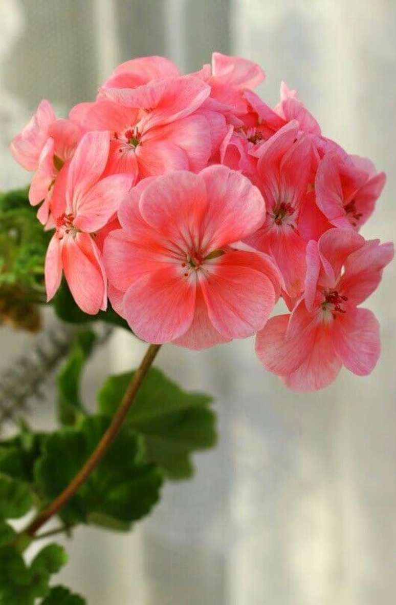 20. Gerânio rosa no jardim – Foto Pinterest