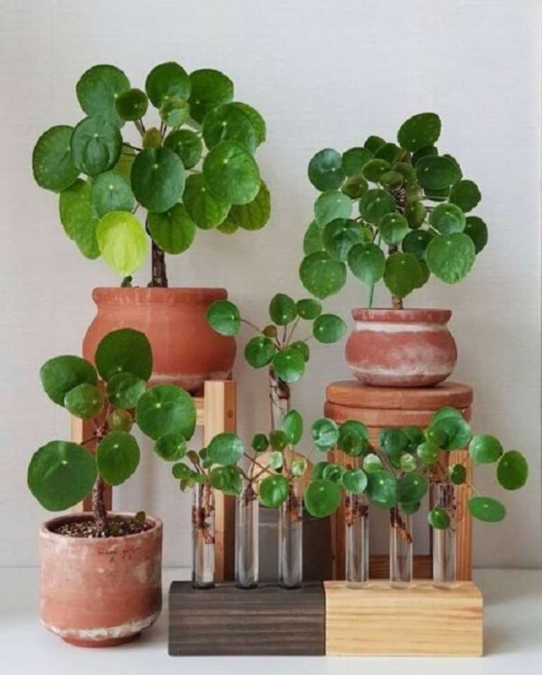 7. A Pilea é o maior gênero da família Urticaceae. Fonte: PILEA LOVERS