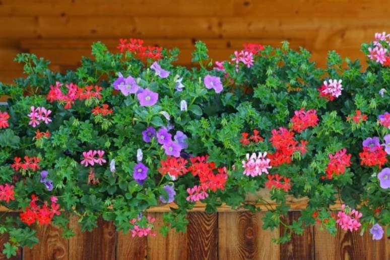 12. Floreira de madeira com ger&acirc;nios de v&aacute;rias cores &ndash; Foto Deposit Photos