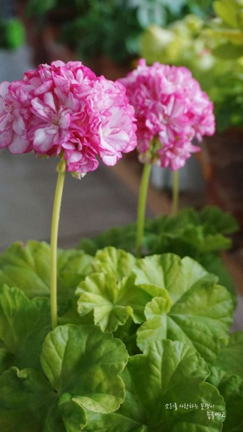 40. Vaso de ger&acirc;nio rosa &ndash; Foto Pinterest