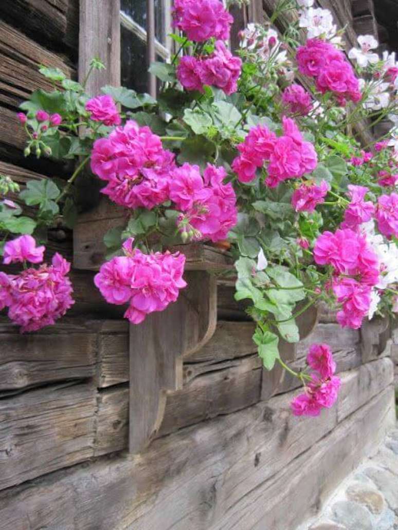 11. Floreira de madeira com geranio cor de rosa – Foto Marthas Vienna
