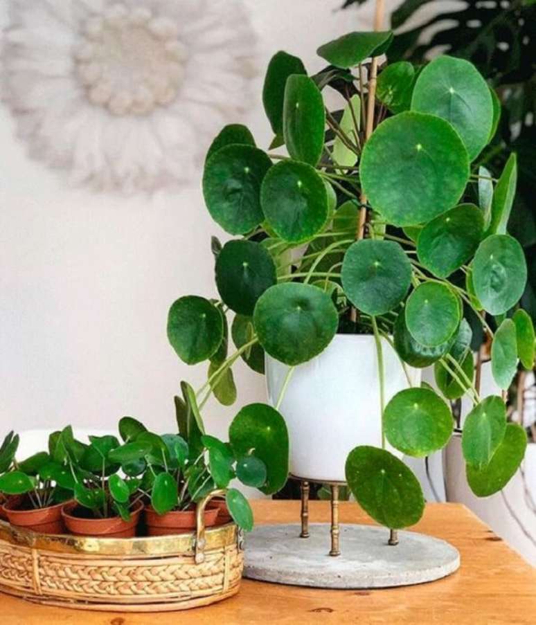 13. Se a Pilea tomar sol diretamente suas folhas queimam. Fonte: Pinterest