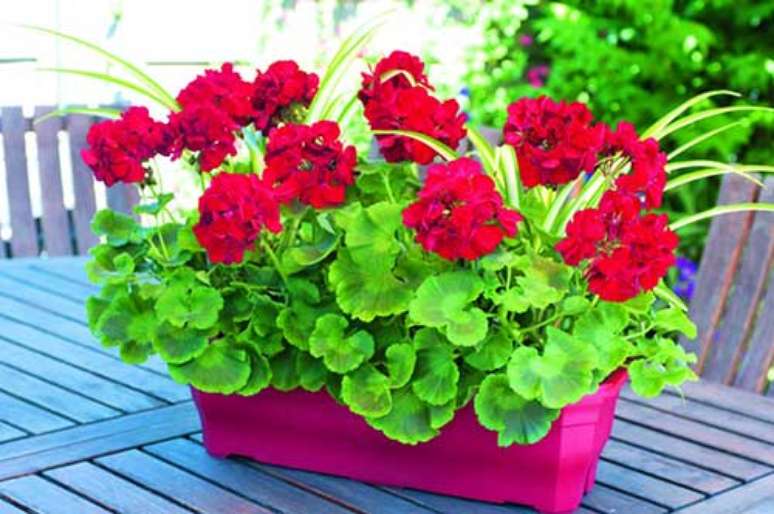 34. Mesa de jardim com gerânio vermelho – Foto I Love Flores