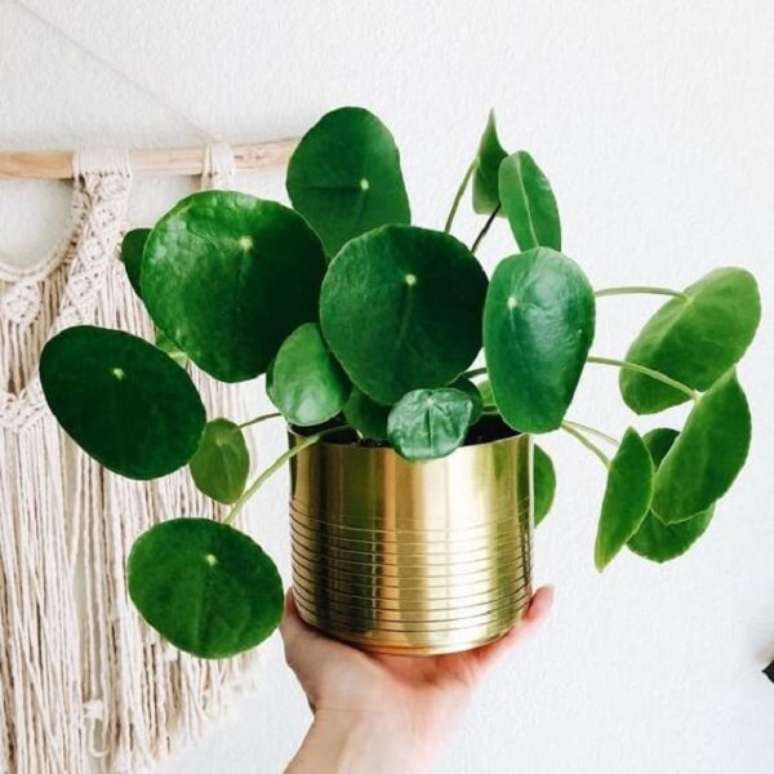 2. A Pilea &eacute; uma planta repleto de significados. Fonte: Gazeta do Povo