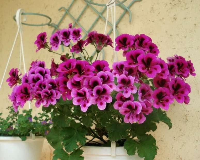 21. Ger&acirc;nio roxo no vaso de flores do jardim &ndash; Foto Mercado Livre