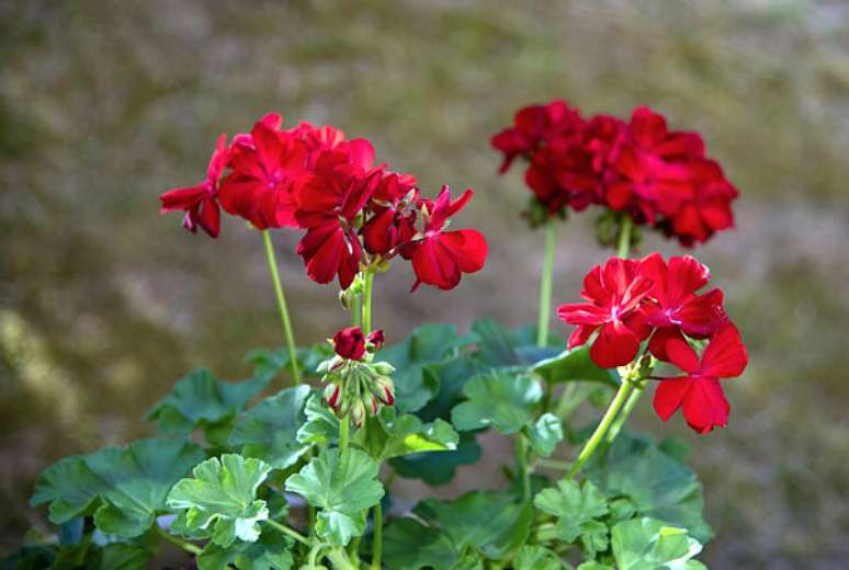 29. Jardim com gerânio vermelho – Foto Flores e Folhagens