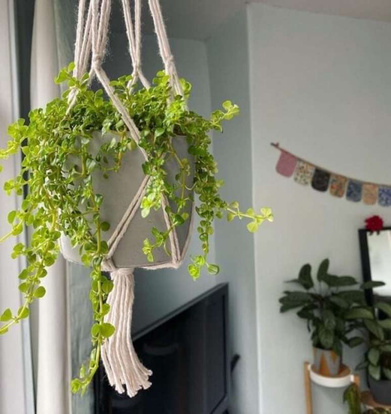 19. O macram&ecirc; traz ainda mais charme para o arranjo de Pilea. Fonte: Honeybee Houseplants
