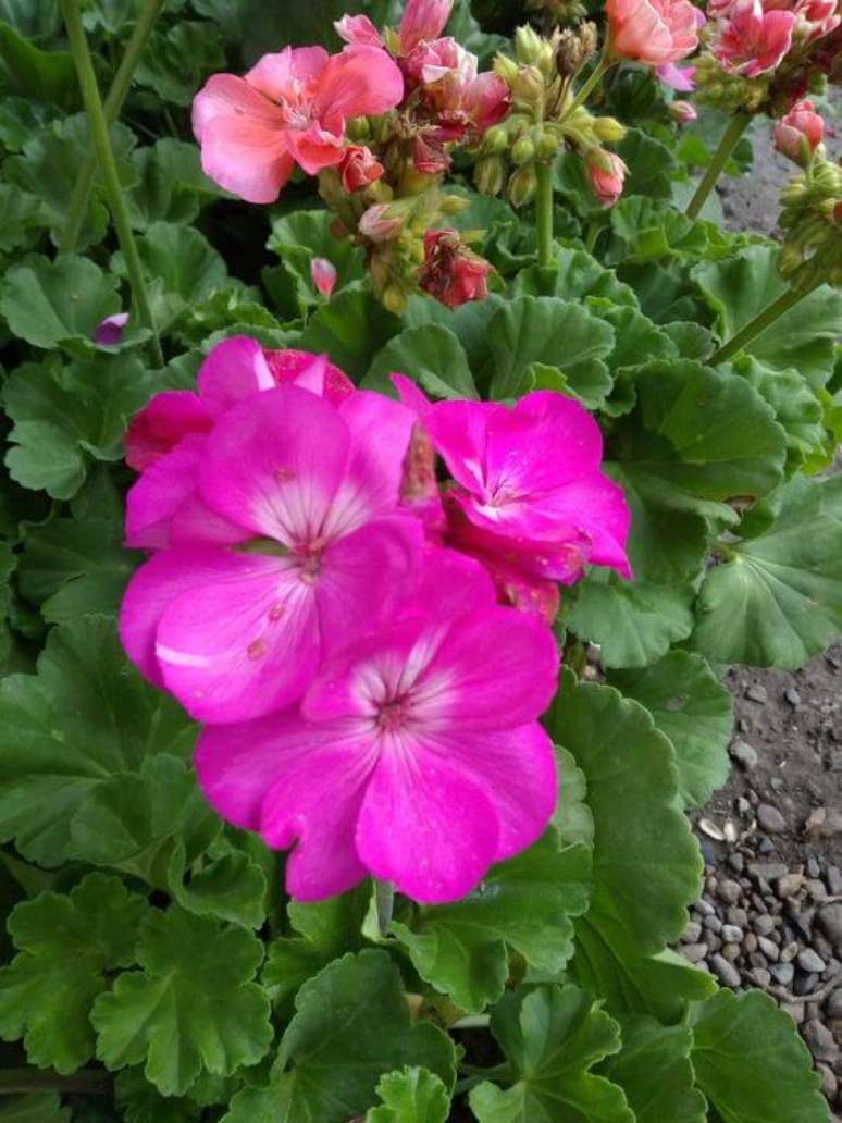 28. Jardim com geranio rosa – Foto Pinterest