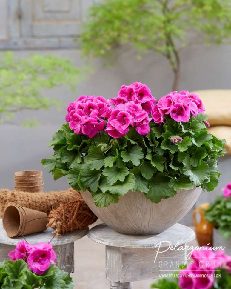 33. Jardim decorado com vasos de gerânio rosa – Foto Pelargonium Grandi Florum