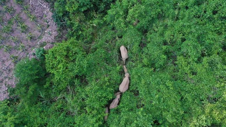 Os cientistas não sabem por que os elefantes viajaram tão longe