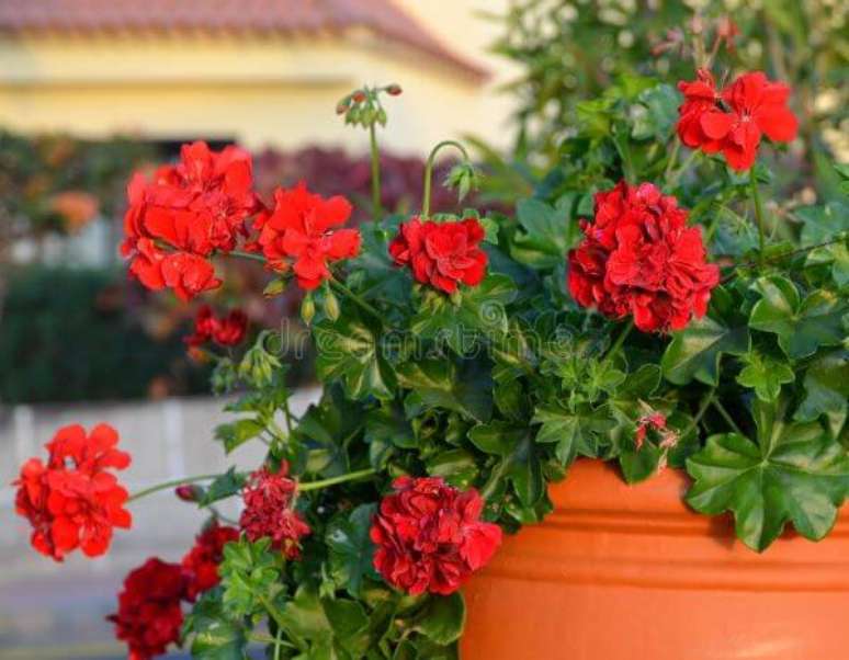 38. Vaso de flores gerânio vermelho – Foto Dreamstime