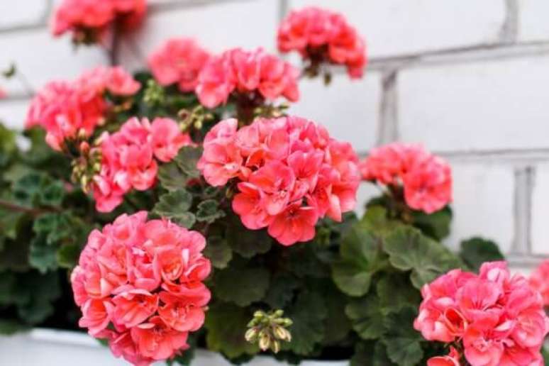 6. Os gerânios cor de rosa são perfeitos para a fachada de casa – Foto DepositPhotos