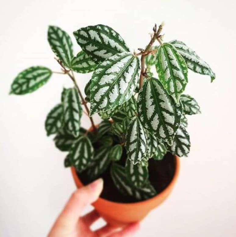 34. É difícil não se apaixonar pela folhagem da planta pilea cadierei. Fonte: Pinterest