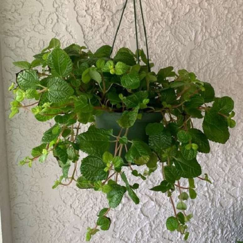 31. A Pilea nummulariifolia n&atilde;o gosta de temperaturas baixas e deve ficar &agrave; meia-sombra. Fonte: Pinterest