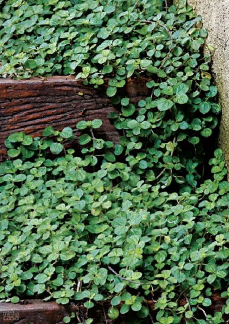 36. A Pilea nummulariifolia possui folhas verdes e enrugadas. Fonte: Pinterest