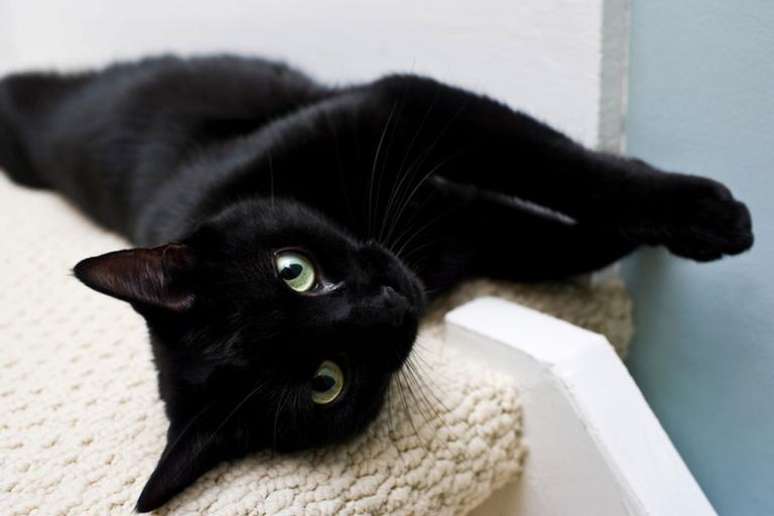 13 motivos para nunca mais associar gato preto ao azar -